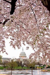 Thunderstorms and blossoms announce the coming of spring in Washington, Tuesday, March 20, 2012. (AP Photo/J. Scott Applewhite)