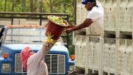 Farmworkers pick tomatoes at Taylor & Fulton Tomatoes in Immokalee, Fla. March 2006 (AP Photo/Luis M. Alvarez)