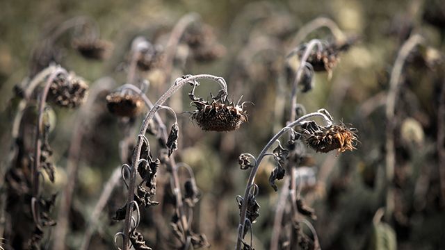 Dried sunflowers are seen in a field near the Bulgarian capital Sofia, Thursday, Aug 23, 2012 After the harshest winter in decades, the Balkans in the southeast of Europe is now facing its hottest summer and the worst drought in what officials across the region say is nearly 40 years. The record-setting average temperatures which scientists say have been steadily rising over the past years as the result of the global warming have ravaged crops, vegetable, fruit and power production in the region which is already badly hit by the global economic crisis.. (AP Photo/Valentina Petrova)