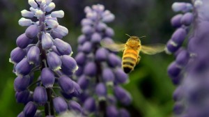 A carniolan honey bee works the hyacinth in Washington Park in Albany, N.Y. (AP Photo/Mike Groll)