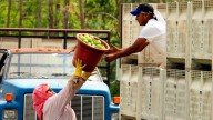 Farmworkers pick tomatoes at Taylor & Fulton Tomatoes in this March 30, 2006 file photo, in Immokalee, Fla. (AP Photo/Luis M. Alvarez, File)