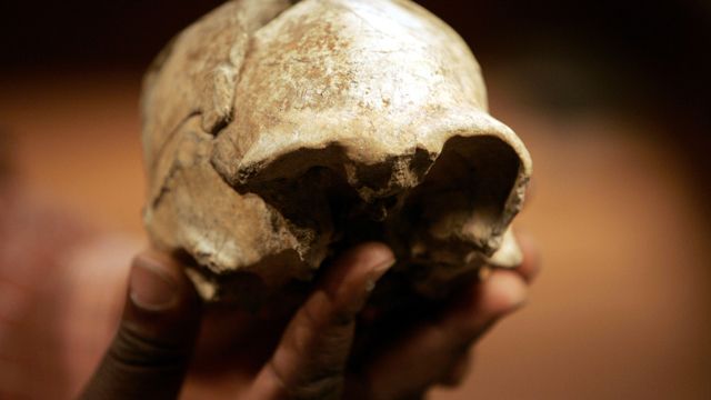 Frederick Kyalo Manthi , Phd, holds the H. erectus complete skull he discovered in 2000 near lake Turkana in Kenya, Wednesday, Aug. 8, 2007 at the National Museum of Kenya in Nairobi. Surprising fossils dug up in Africa are creating messy kinks in the iconic straight line of human evolution from knuckle-dragging ape to briefcase-carrying man.(AP Photo/Karel Prinsloo)