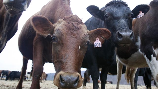 Cows at an organic milk farm in NY