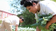 Nohemi Soria and Pedro Rodriguez harvest collard greens in Camden, N.J. (Photo: Kristin Moe)