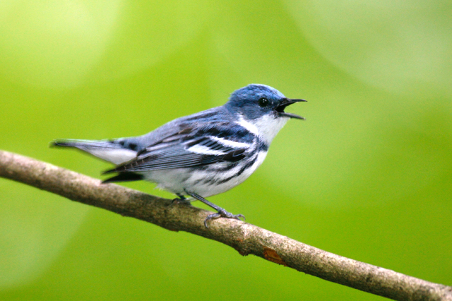 An adult male cerulean warbler is seen in Litchfield County, Connecticut. (AP Photo/National Audubon Society, Brian E. Small)