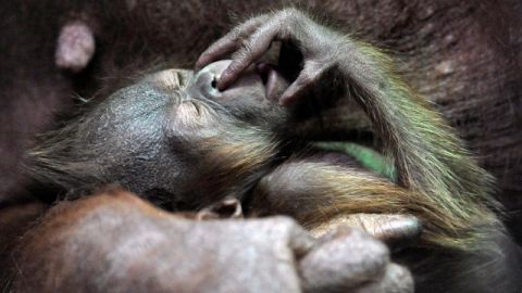 A new born orangutan baby rests on its mother at the zoo in Duisburg, Germany, Tuesday, Oct. 12, 2010. The little daughter of mother Amatis was born two weeks ago and has no name so far. She is the 50th orangutan, born at the zoo Duisburg in more than 50 years. (AP Photo/Martin Meissner)