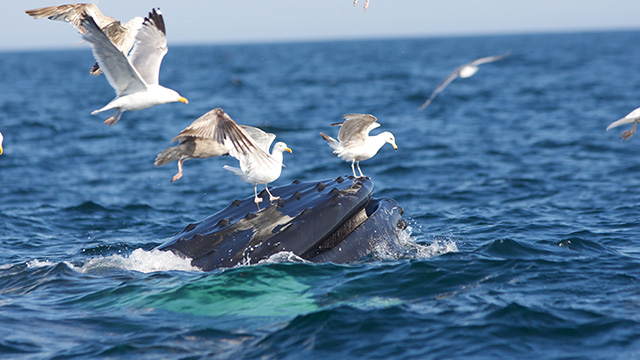 Seagulls landing on mouth of North Atlantic right whale. (Photo: NOAA Photo Library/flickr CC 2.0)