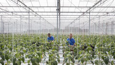 Workers tend to paprika plants inside a greenhouse operated by Seminis and De Ruite, the vegetable seeds divisions of Monsanto Co., in Bergschenhoek, Netherlands. Monsanto's disappointing earnings report could help Bayer AG with its proposed $53.7 billion takeover of the world's largest seed company. Photo: Jasper Juinen/Bloomberg via Getty Images