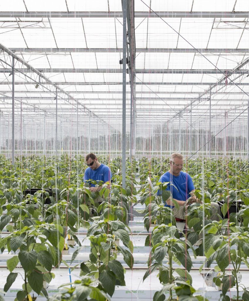 Workers tend to paprika plants inside a greenhouse operated by Seminis and De Ruite, the vegetable seeds divisions of Monsanto Co., in Bergschenhoek, Netherlands. Monsanto's disappointing earnings report could help Bayer AG with its proposed $53.7 billion takeover of the world's largest seed company. Photo: Jasper Juinen/Bloomberg via Getty Images