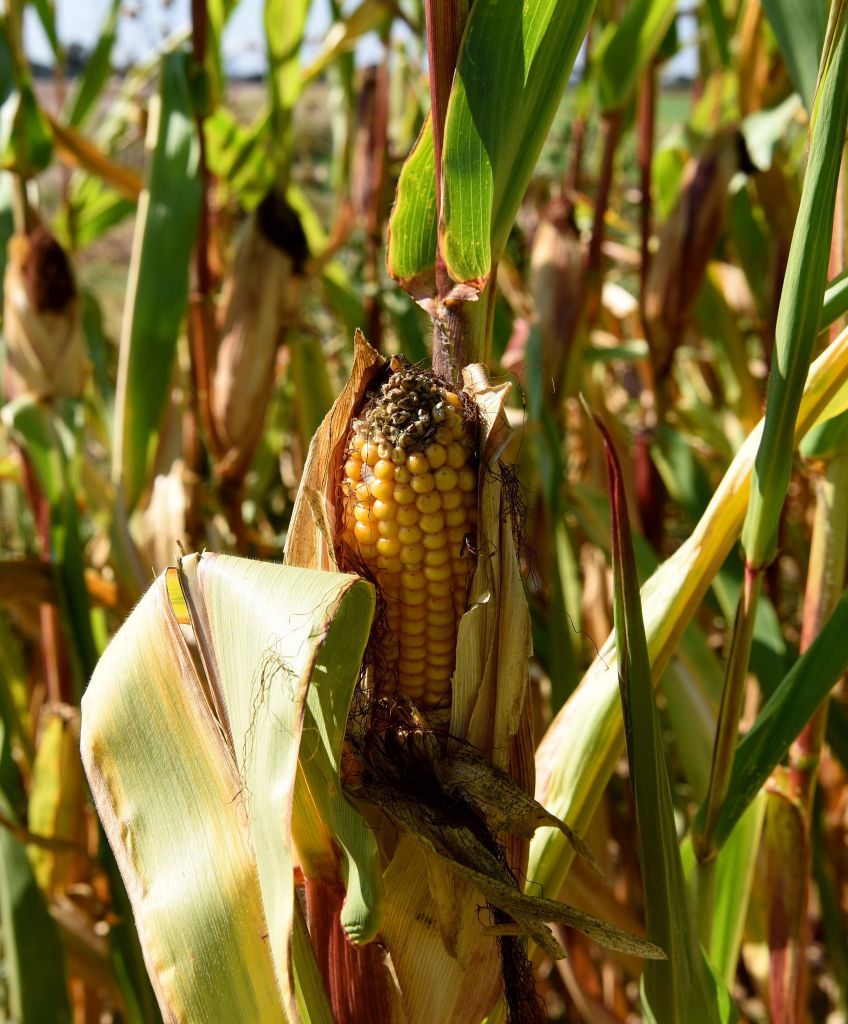 Corn growing on German farmland. US seeds and pesticide maker Monsanto is in talks with German chemical giant Bayer over a possible merger of their two agrochemicals divisions. (Photo: PATRIK STOLLARZ/AFP/Getty Images)
