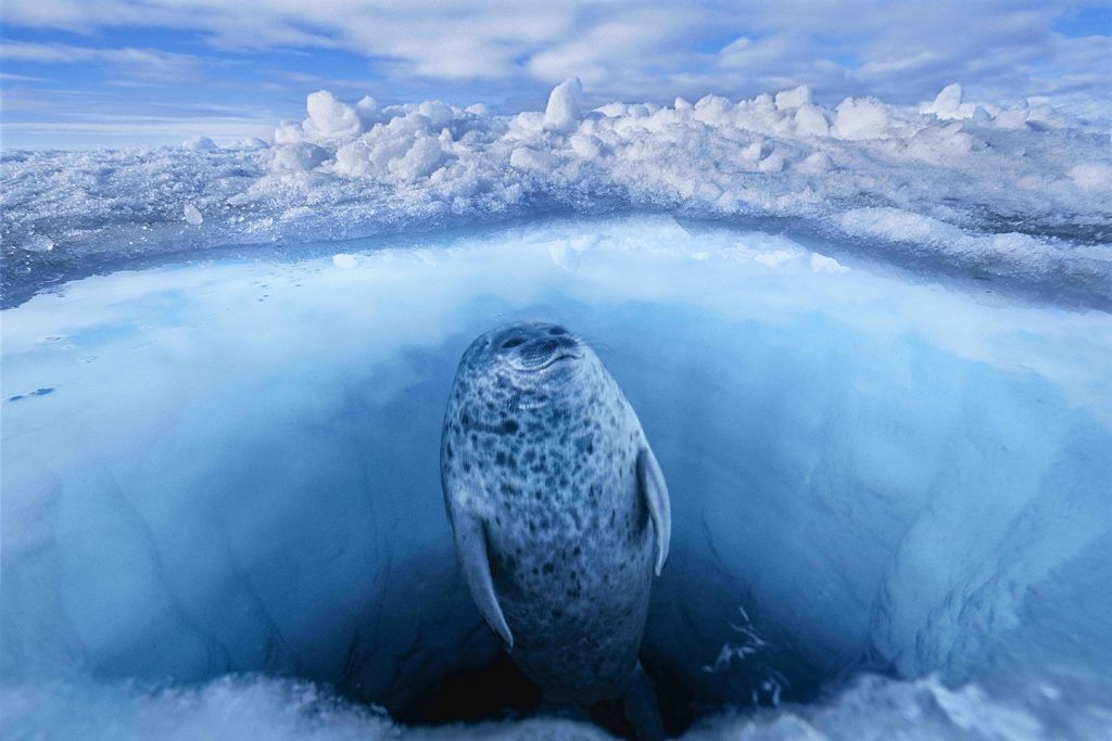 (Photo courtesy of Paul Nicklen)