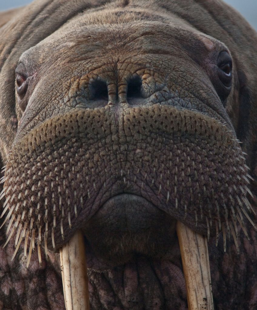 Pacific Walrus (Photo by Ryan Kingsbery, US Geological Survey)