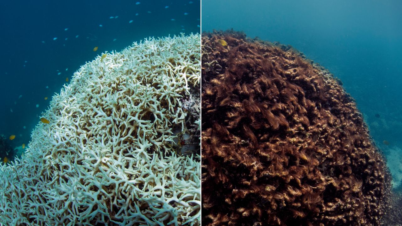 chasing-coral-shows-the-deadly-effect-of-climate-change-on-our-oceans